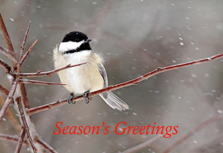 Seasons Greetings Chickadee Photograph by Debbie Oppermann