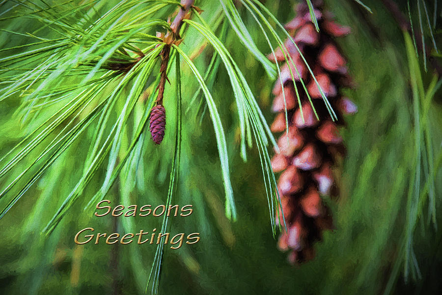 Seasons Greetings Pine Cones Photograph by Sharon McConnell