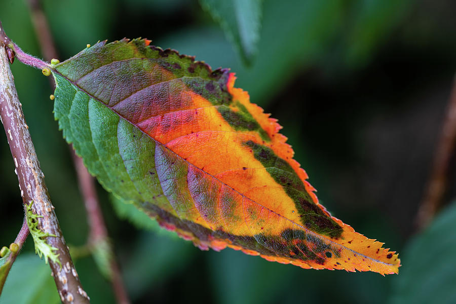 Seasons on a Leaf Photograph by Aashish Vaidya