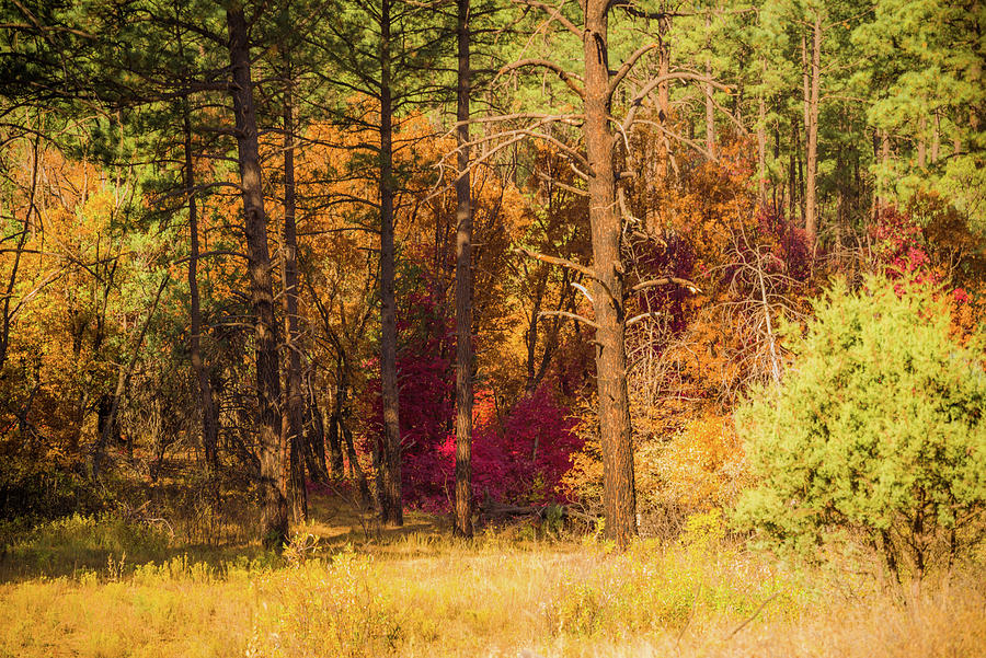 Seasonscape Fourth of July Canyon Autumn Dazzled Cibola National Forest