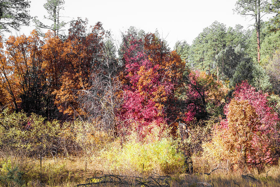 fourth of july canyon fall colors 2025