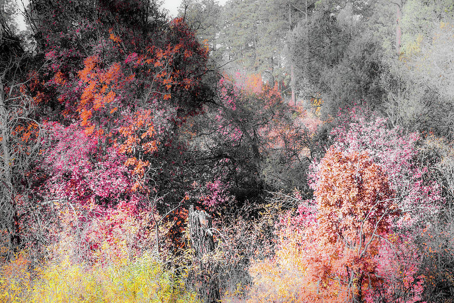 fourth of july canyon fall color 2025