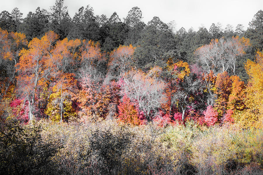 fourth of july canyon fall color 2025