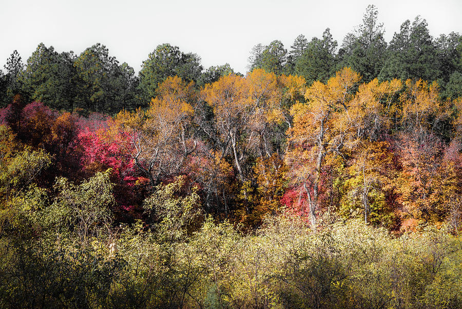 fourth of july canyon fall color 2025