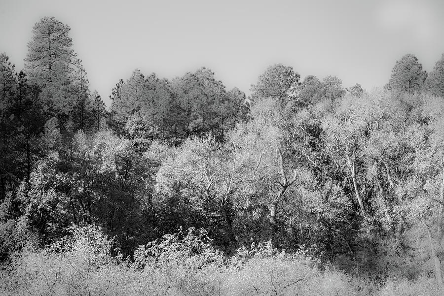 4th july canyon trail nm