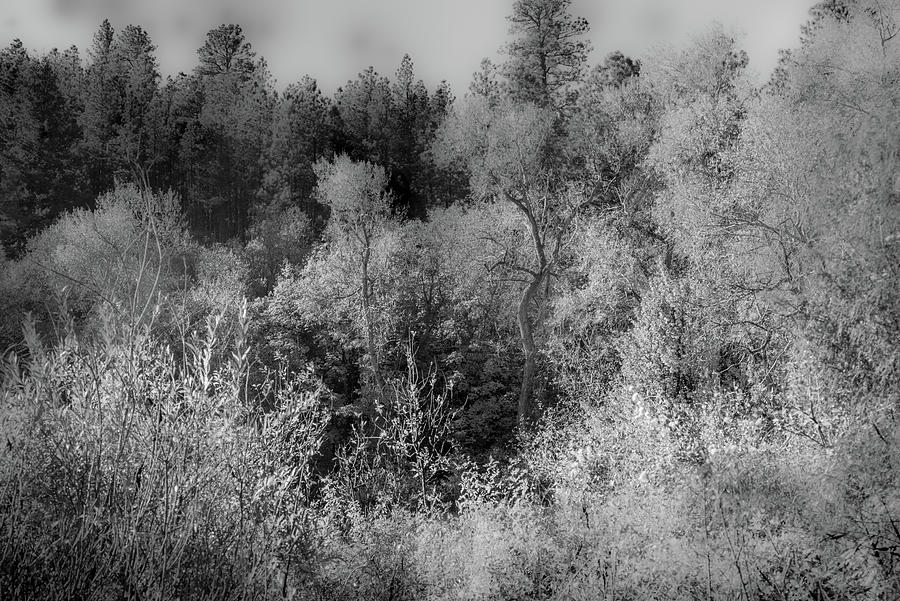 4th july canyon trail nm