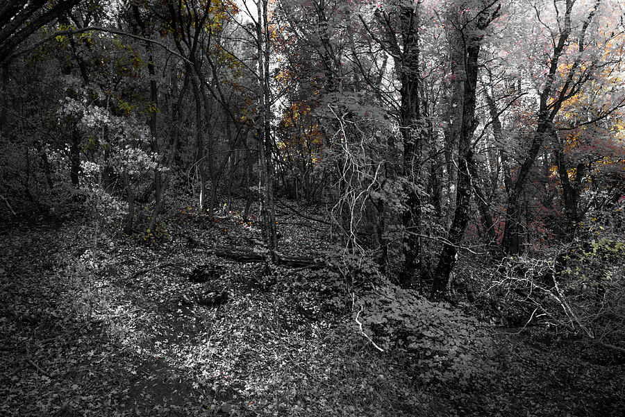 fourth of july canyon fall colors 2025