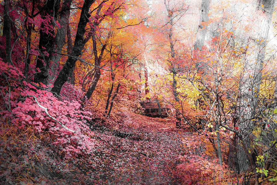 fourth of july canyon fall color 2025