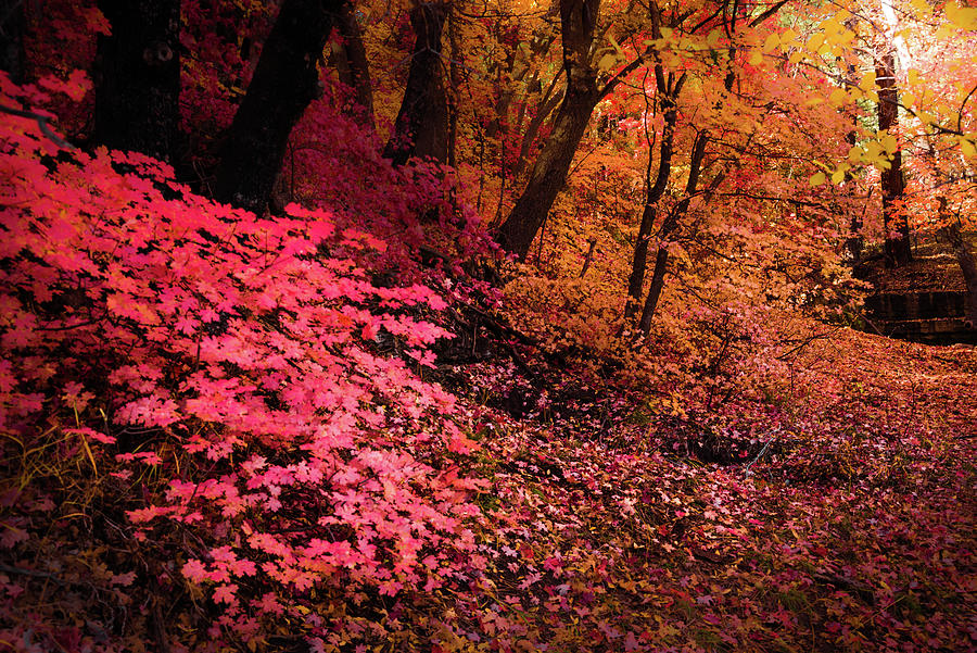 fourth of july canyon fall colors 2025