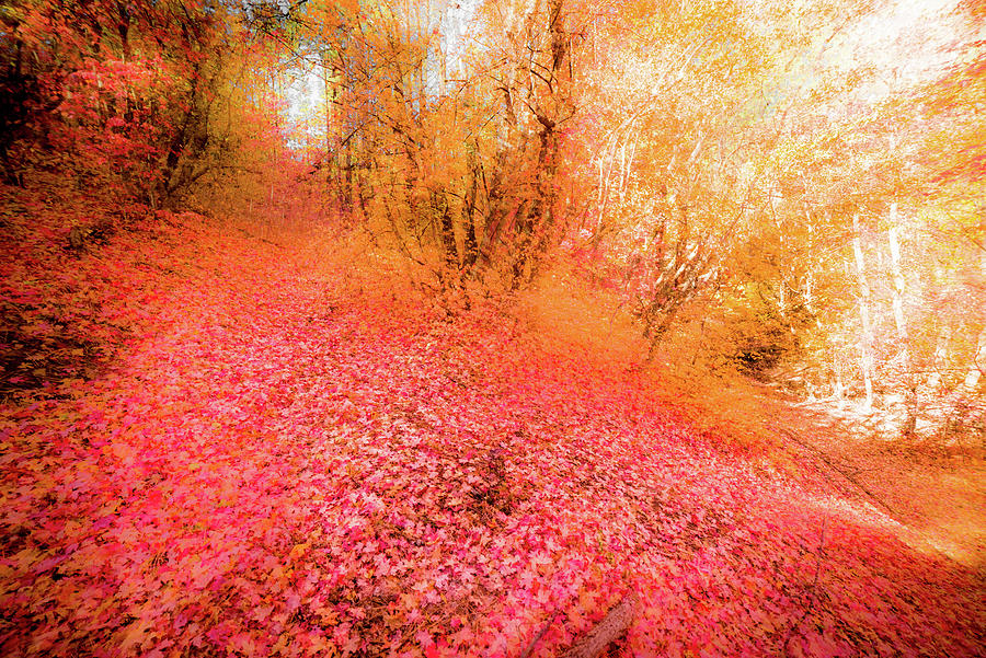 fourth of july canyon fall color 2025