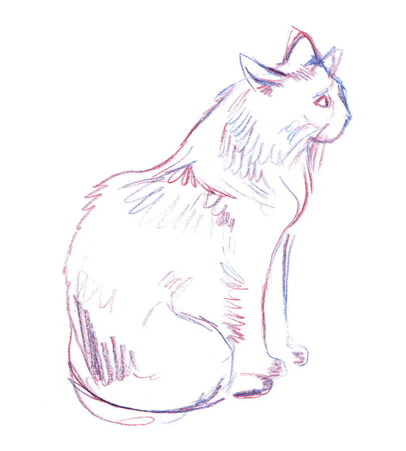 Seated Cat Drawing by Katherine Nutt