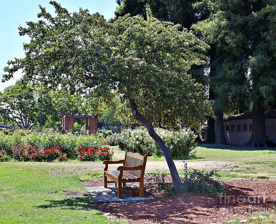 Tree Photograph - Seating in the Rose Garden by Martha Sherman