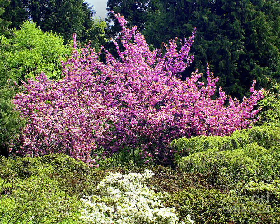 Seattle Arboretum Spring Photograph by Douglas Taylor