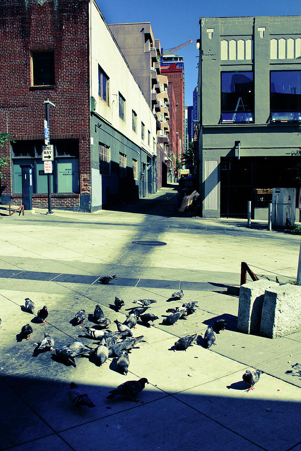 Seattle Pigeons Photograph by Tara Krauss