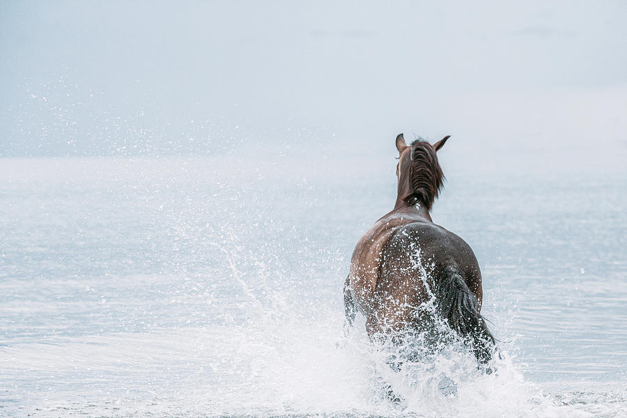 Seaward Bound - Horse Art Photograph by Lisa Saint