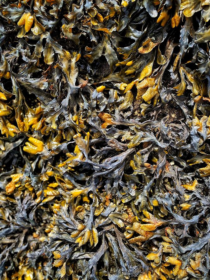 Seaweed Macro Photograph by Jerry Abbott