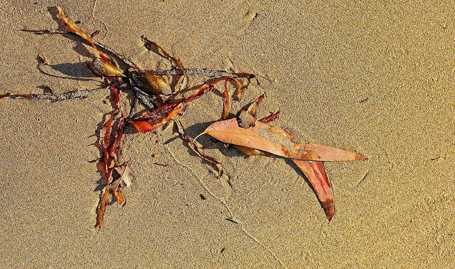 Seaweed and gum leaves, Australia Photograph by Steven Ralser