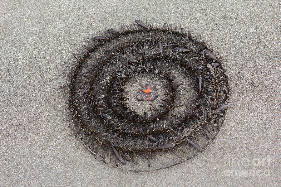 Seaweed Circle Photograph by Marci Hammock