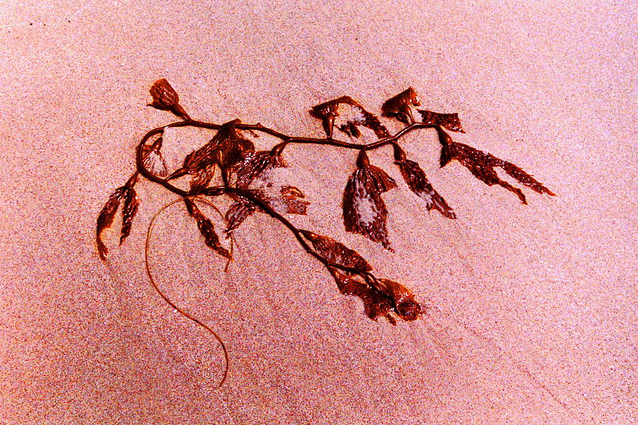 Seaweed Photograph
