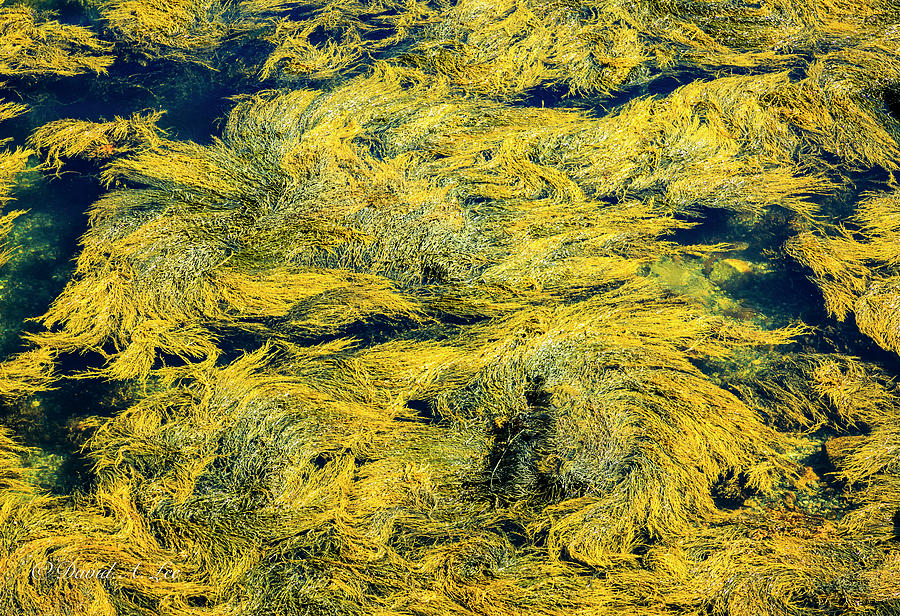 Seaweed Photograph by David Lee