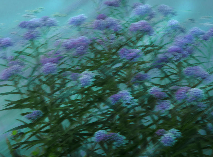 Flower Photograph - Seaweed Flowers by Marianne Hamer