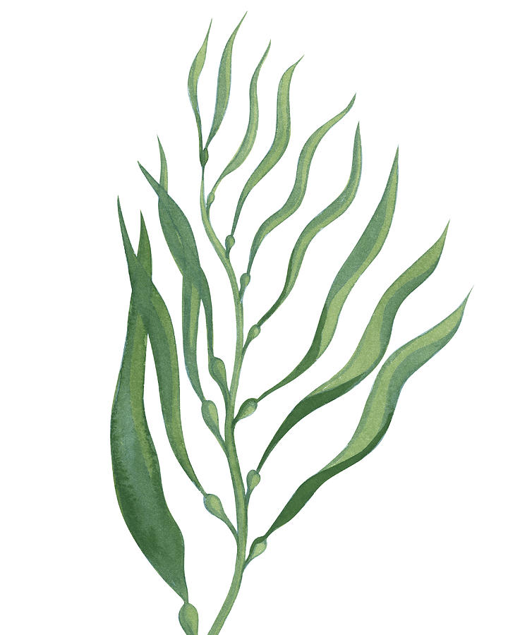 Seaweed Green Algae Watercolor Minimalism I Painting by Irina Sztukowski