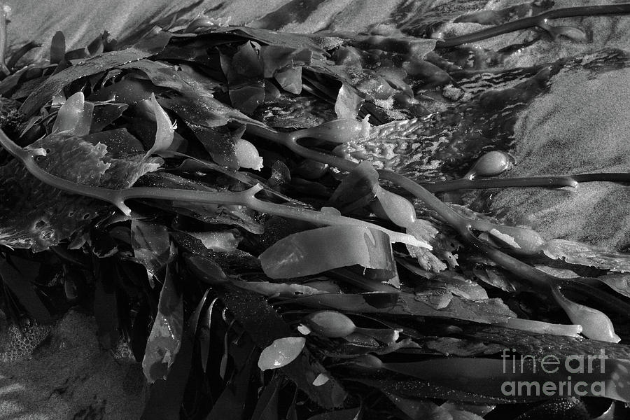 Seaweed In Black And White Photograph