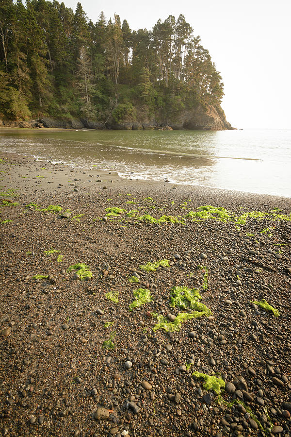 Seaweed low tide beach Photograph by Mike Fusaro