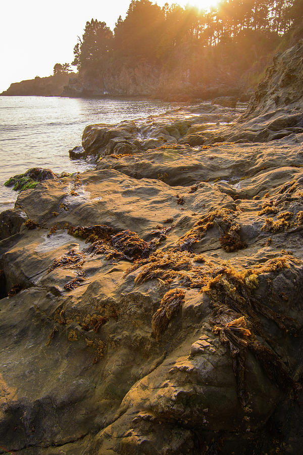Seaweed low tide rock face  Photograph by Mike Fusaro