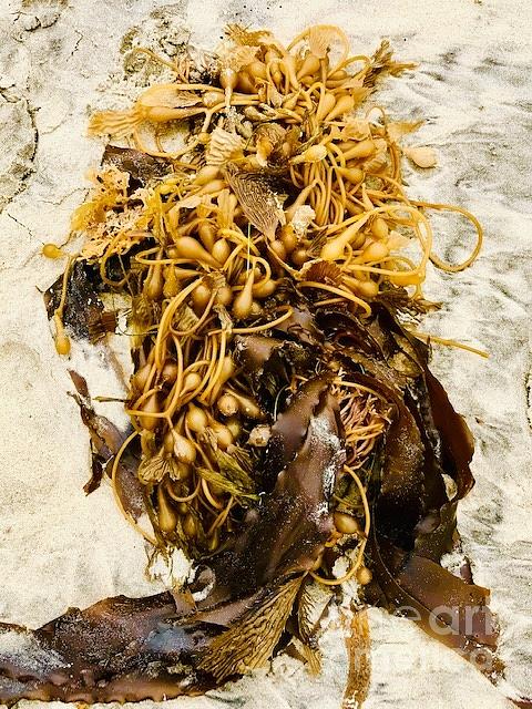 Seaweed on beach sand  Photograph by Lana Sylber