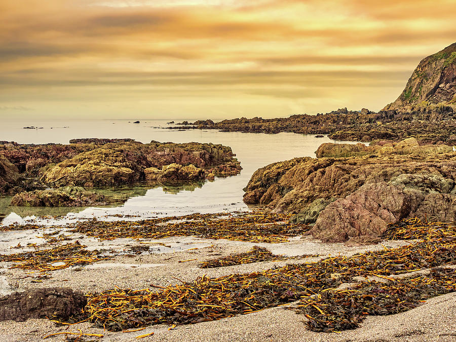Seaweed on Cornish Beach Photograph by Mark Llewellyn