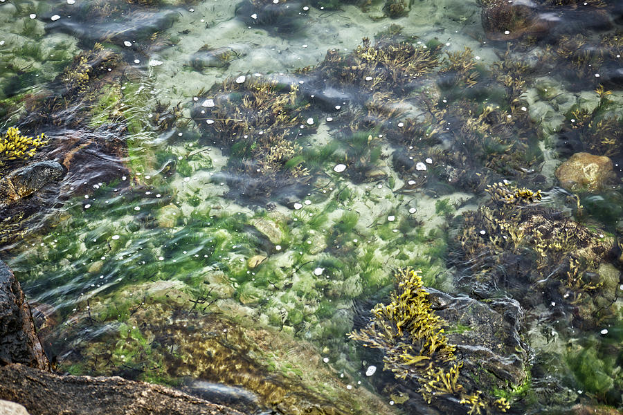 Seaweed On Ocean Floor Photograph by Mike M Burke Fine Art America