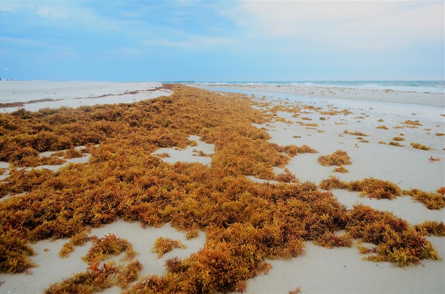 Seaweed On The Beach Photograph