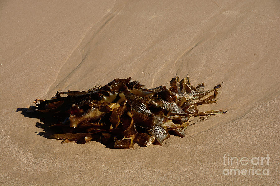 Seaweed On The Sand By Kaye Menner Photograph