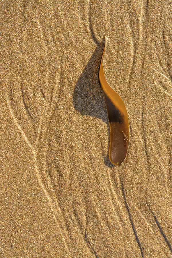 Seaweed on The sand Photograph by Mike Fusaro