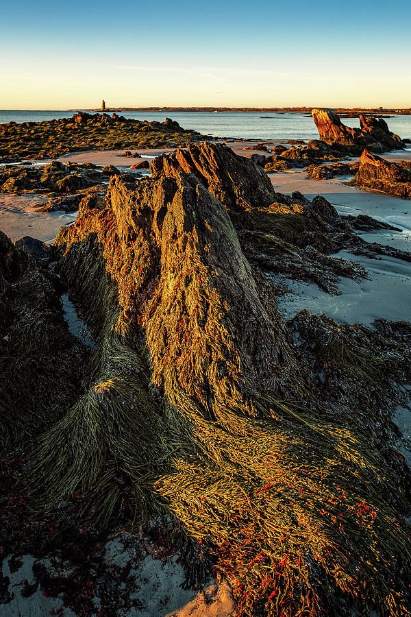 Seaweed Over Rocks At Low Tide, Fort Foster.  Photograph by Jeff Sinon