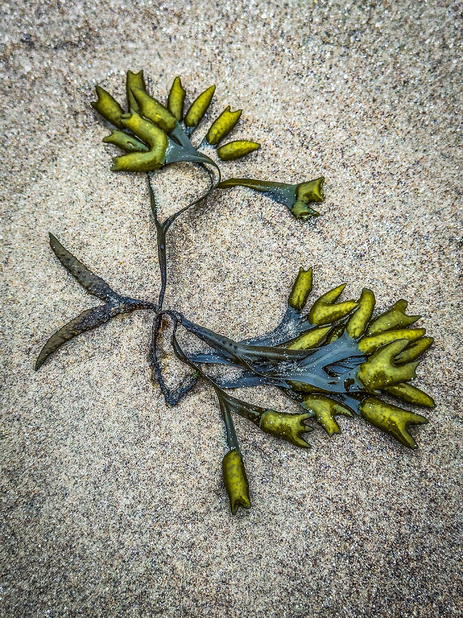 Seaweed Still Life Photograph by Cate Franklyn Seaweed Still Life Photograph by Cate Franklyn