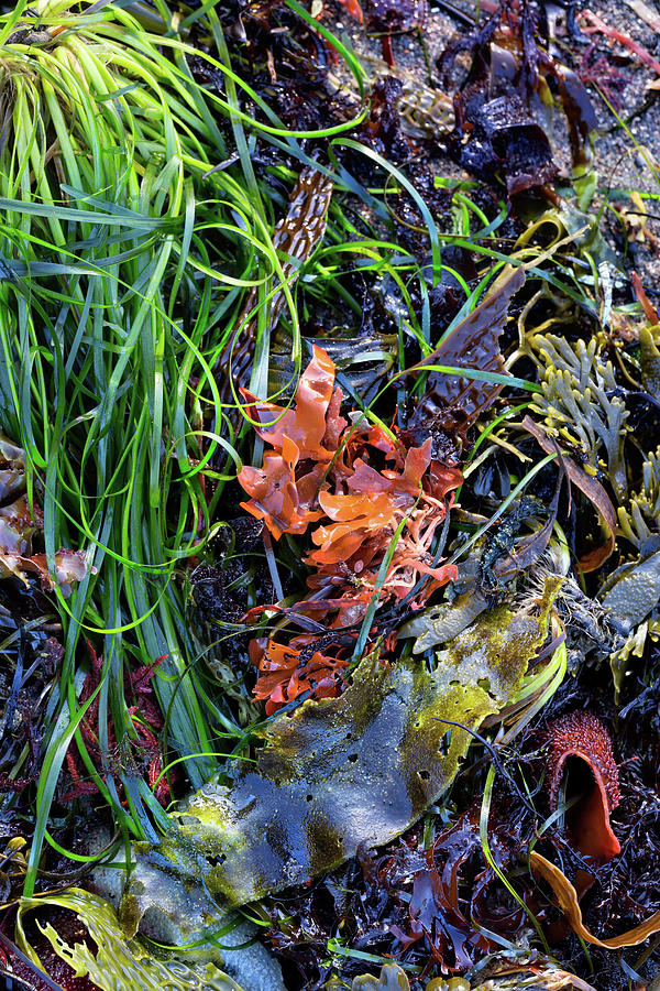 Seaweed Still Life Photograph