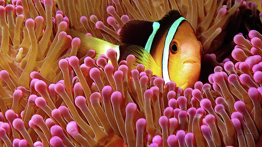 Sebae Clownfish Photograph
