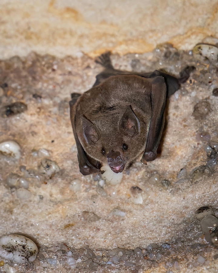 Sebas Short Tailed Bat Puerto Arango Caqueta Colombia Photograph by Adam Rainoff