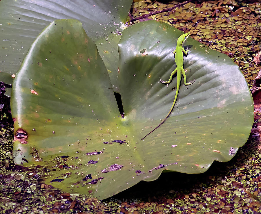 Sebring Lizard Photograph by Paul Vitko
