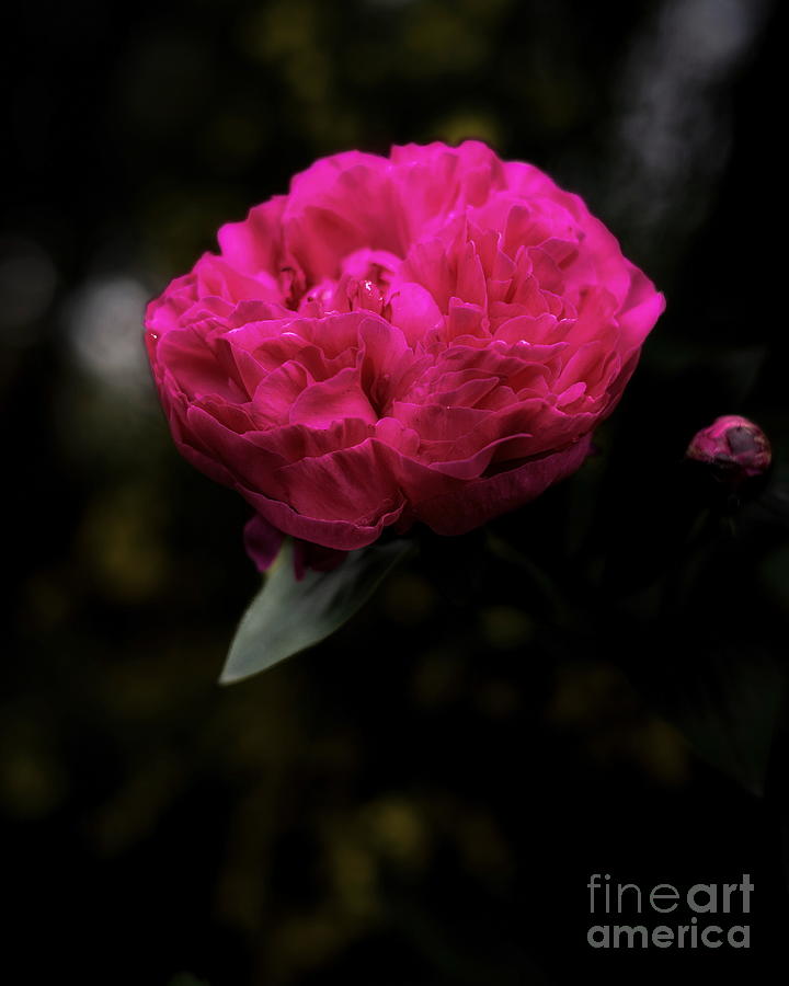 Secluded Peony  Photograph by Elijah Rael