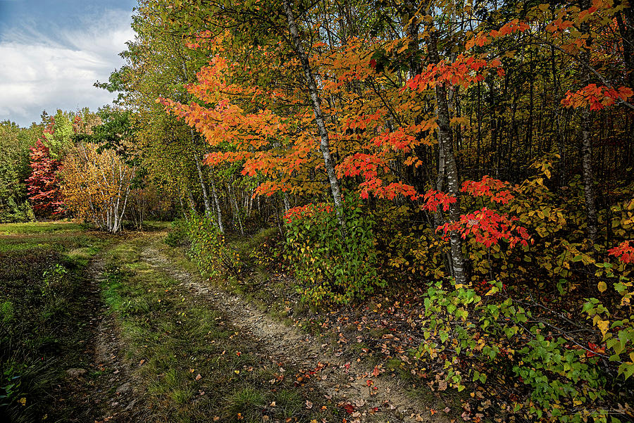 Secluded Trail And Autumn Color Photograph by Marty Saccone