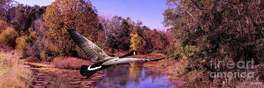 Second Click Canadian Goose Aragon Pond Georgia Photograph
