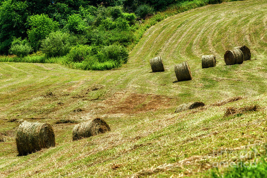 Second Cutting Hay Bales  Photograph by Thomas R Fletcher