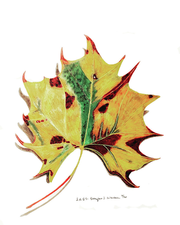 Second Fallen Leaf in the Series Drawing by Douglas Walker - Fine Art ...