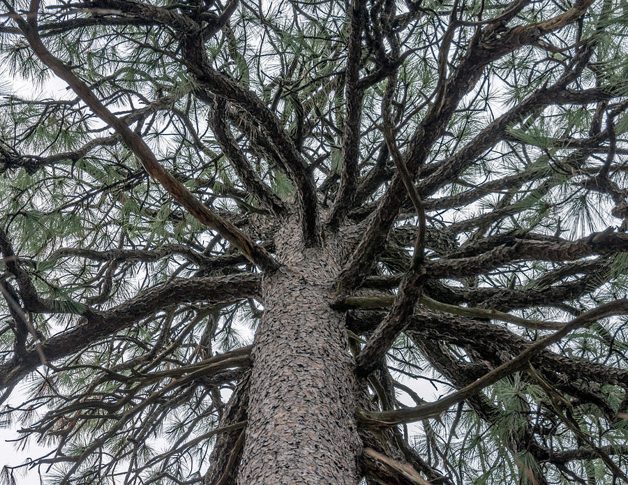 Second Talkest Pine Tree in North Carolina Photograph by WAZgriffin Digital