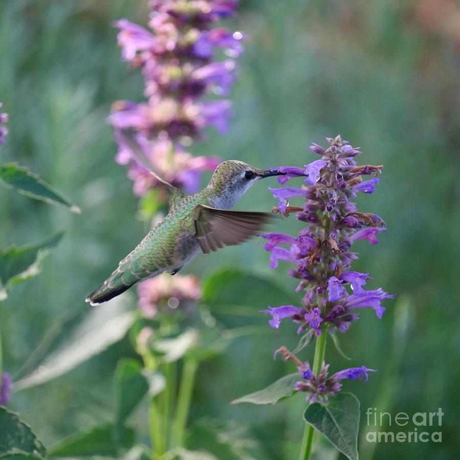 Secret Garden Hummingbird Photograph by Carol Groenen
