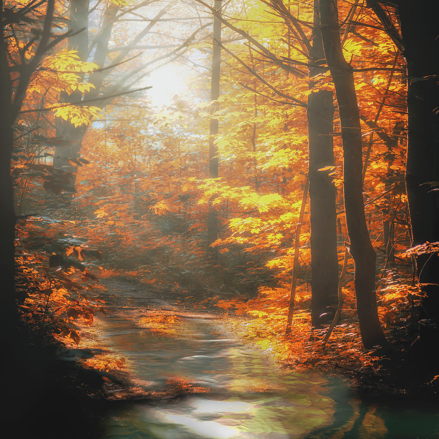 Fall Photograph - Secret Path by Bob Orsillo