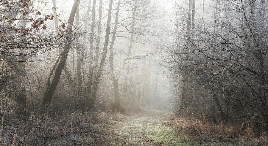 Secret Path Photograph by Tobias Luxberg - Fine Art America